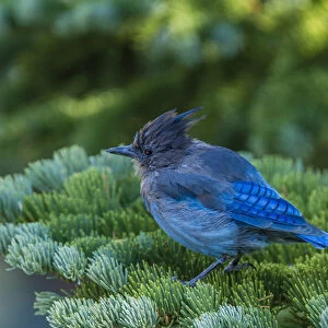 Stellers Jay perched on a Fir Bough at Mammoth Lakes California