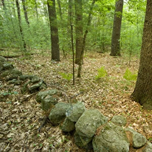 Stone wall in an Oak-Pine forest in Pepperell, Massachusetts