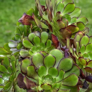 Stonecrop plant