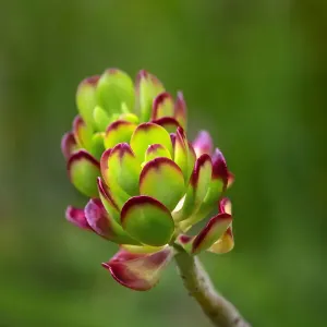 Stonecrop, Sedum