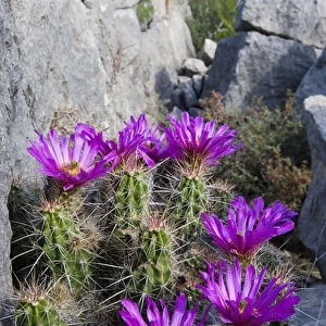 Strawberry Cactus (Echinocereus enneacanthus) or Pitaya blooming in rocky ledge