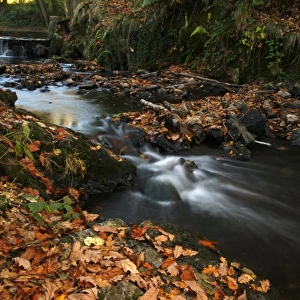 Stream with Fall Leaves in the Forest of Dean, UK