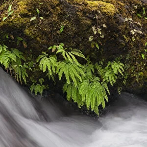 Stream and maidenhair ferns, Columbia River Gorge, Oregon