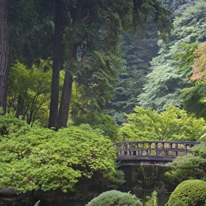 The Strolling Pond with Moon Bridge in the Japanese Garden, Portland, Oregon