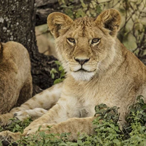 Sub adult lion resting in shade of tree with rest of the pride, Serengeti National Park