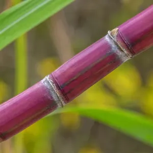 Sugar Cane Sugar Cane