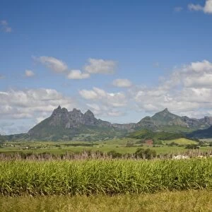 Sugar Cane, Lion Mountain in background, East Mauritius, Africa