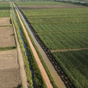 Sugar Cane Production Print East Coastal Guyana