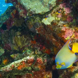 Caribbean Sugar Wreck Print - Queen Angelfish Caribbean Sugar Wreck Print - Queen Angelfish