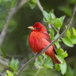 Summer Tanager (Piranga rubra) perched Summer Tanager (Piranga rubra) perched