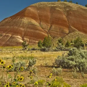 Sun Flowers; Painted Hills; John Day Fossil Beds National Monument; Mitchell; Oregon; USA