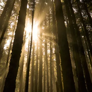 Sunbeam in wooded rainforest, Olympic National Park, Washington State, USA