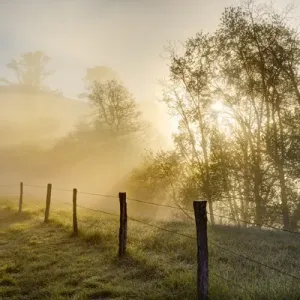 Sunbeams through trees at sunrise, Cades Cove, Great Smoky Mountains National Park