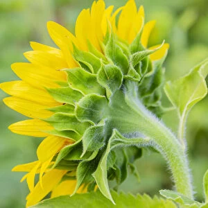 Sunflower in field, Jasper County, Illinois