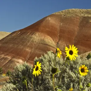 Sunflowers, Painted Hills; John Day Fossil Beds National Monument; Mitchell; Oregon; USA
