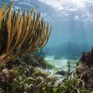 Sunlight illuminates the soft and hard corals and blue and clear waters of a shallow Sunlight illuminates the soft and hard corals and blue and clear waters of a shallow