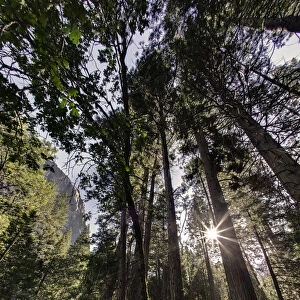 Sunlight through pine trees, Yosemite Valley, Yosemite National Park, California
