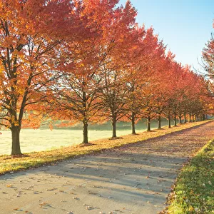 Sunlight row of maple trees in Michigan