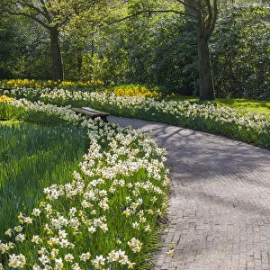 Sunlit path in daffodil garden
