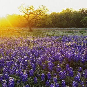 Sunrise in the hill country of Texas. Credit as: Dennis Flaherty / Jaynes Gallery / DanitaDelimont