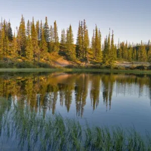 The sunrise illuminates trees on an unnamed lakeshore, Northwest Territories, Canada