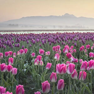 Sunrise over the Skagit Valley Tulip Fields, Washington State