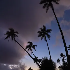 Sunset over coconut palm trees and Pacific Ocean, Rarotonga, Cook Islands, South Pacific