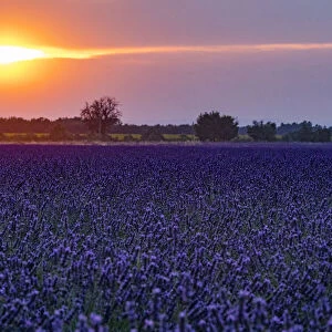 Sunset over the lavender fields in Valensole Plain, Provence, Southern France
