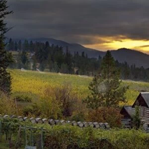 Sunset sky over vineyards and historic log cabin with antique Ford pick up at Summerhill