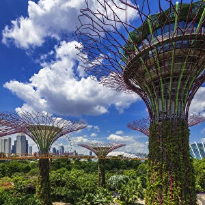 The Supertree Grove from the OCBC Skyway at Gardens by the Bay, Singapore