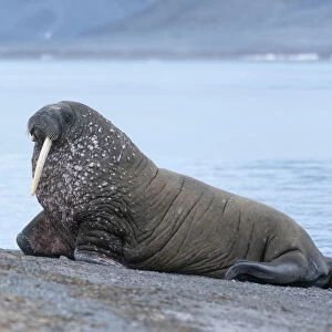 Svalbard, Spitsbergen, a one-tusked walrus hauls out onto the shore