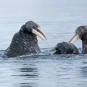 Svalbard, Spitsbergen. Three walrus playing together in the water