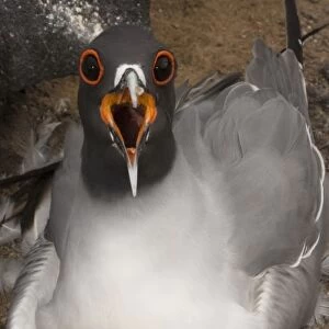 Swallow-tailed Gull (Larus furcatus) on nest, Punto Cevallos, Espanola (Hood) Island