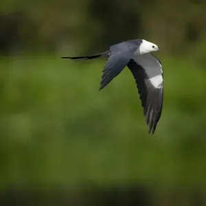 Swallow-tailed kite in flight, Elanoides forficatus, Lake Woodruff NWR, Florida, USA