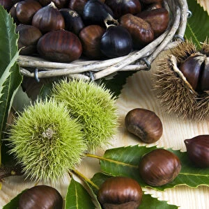 Sweet chestnuts (Castanea sativa)