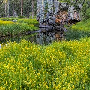 Sweet clover along French Creek in the Black Hills of Custer State Park, South Dakota