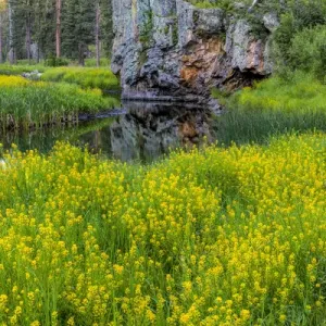 Sweet clover along French Creek in the Black Hills of Custer State Park, South Dakota