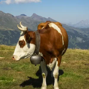 Switzerland, Bern Canton, Mannlichen area, Swiss cow in alpine setting