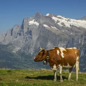 Swiss Cows in Alpine Setting Print