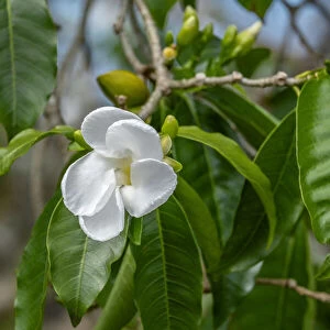 Tabernaemontana flower