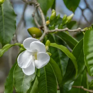 Tabernaemontana flower