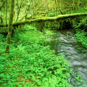 Taft Creek and lush groundcover in the Hoh Rain Forest, Olympic National Park, Washington State