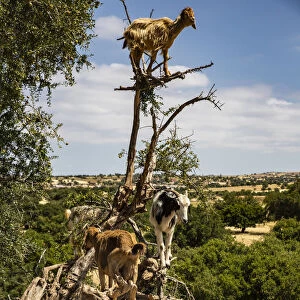 Tamri, Morocco, Cloven-hoofed goats, Argon tree