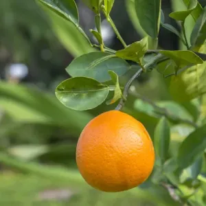 Tangerine, New Smyrna Beach, Florida, USA