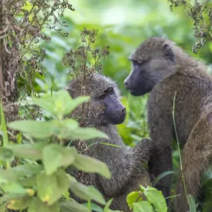 Tanzania, baboons Tanzania, baboons