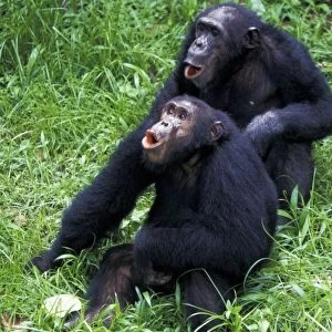 Tanzania, Gombe National Park. Chimpanzee males (pan troglodytes)