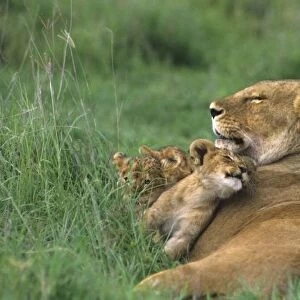 Tanzania, Ngorongoro Crater. African lion mother and three cubs