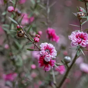 Tea tree flower