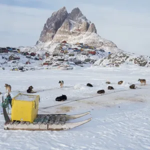 Greenland Sled Dog Team Print Greenland Sled Dog Team Print