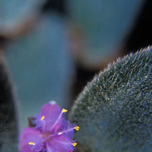 Teddy-bear plant. Cyanotis kewensis. Sipderwort family, origianlly from India. Blossom